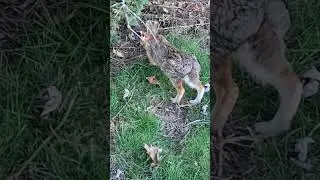 Big stretches.    #rabbit #backyardwildlife #cottontail