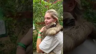 Cuddle with a sloth