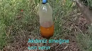 Akdeniz sineğine ve sineklerde basit ve ucuz sistem ve uygulama yapımı 