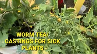 Can Worm Tea and Castings Really Help Sick Plants?