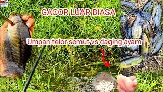 Cukup pakek umpan sederhana taklukan sepat siam puba#SN-080