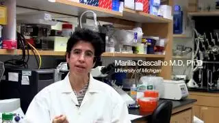 Universal Vaccines