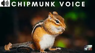 CHIPMUNK VOICE | STRIPED RODENTS | CHATTER | SCIURIDAE |TRIZZLER|