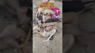 kanni & chippiparai puppy for sale 💞💞#petshub #dogbreed #pets #dog #topquality