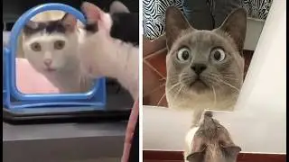 Cats Freaking Out At Mirrors - Compilation 😆🪞 This Is Hilarious