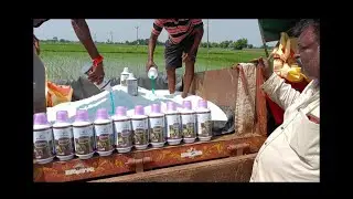 మనసాయిల్ వరి-పత్తిలో పనితీరు గురించి రైతుల అనుభవాలు