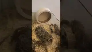 Hamstergehege einrichten | 2,5 qm Hamsterland werden eingerichtet | Artgerecht