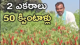 2 ఎకరాల మిర్చి.. 50 క్వింటాళ్ల దిగుబడి | Gromor F20