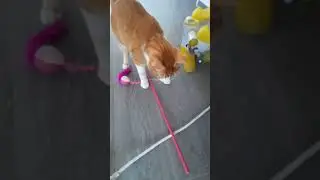 Piko le petit voyou, il joue toute la journ&eacute;e et tous les jours 😸 ❤️😻 #cat #funny