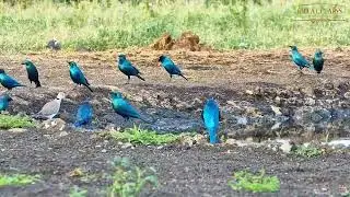 Африка. Стальной блестящий скворец или Синеухий спрео -  Steel shiny Starling or Blue-eared spray