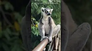Animals With Unique Features#shorts#animal