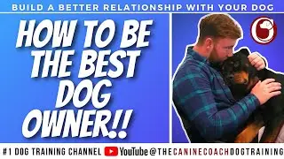 How to be the best dog owner