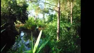 Andrews SC Hunting, Farming Homestead MLS 1310849