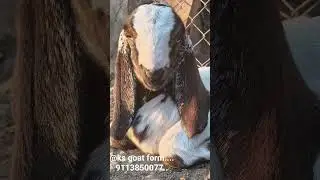 @ks goat form....Naganur...Red Bloodline....Bakra₹ comments For More Details.....