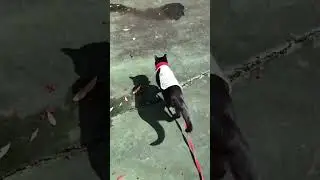 Jogger cat 🐈&zwj;⬛ in tennis court; 테니스 장에서 조깅하는 고양이