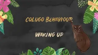 Colugo Behaviour: Waking up
