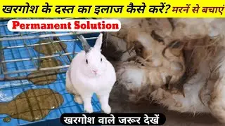 खरगोश को दस्त लग कर मरने से कैसे बचाएं? Khargosh Ke Patla Potty Karne Per Kya Karen?