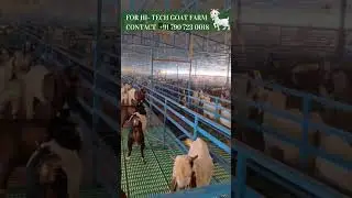 Plastic Slatted flooring for Hi Tech Farm