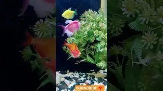 #fishing #kadhalkappal #santhoshnarayanan #fishtank #relaxing #tumtum  #chamkeelaangeelesi #reels