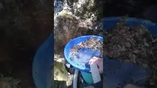 ozzys crevice pump