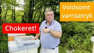 Biavl: Varroatjek 2024 - Noget af en overraskelse