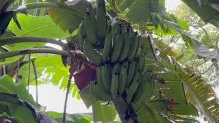 Saturday morning walk to Secret Island in Kaneohe, Honolulu, Oahu, Hawaii, August 16, 2025 ハワイオアフ