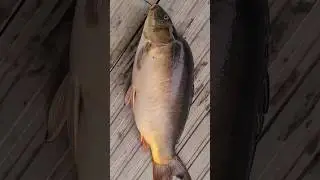 карпуша на  3.5кг