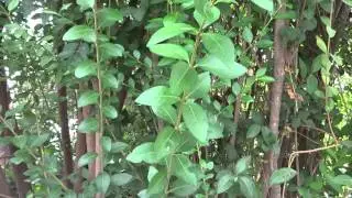 Aligustre: Ligustrum ovalifolium (www.riomoros.com)