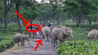 Elephant Family Crosses Tea Garden Road in Assam | Baby Elephant Chasing Locals in Assam Tea Garden
