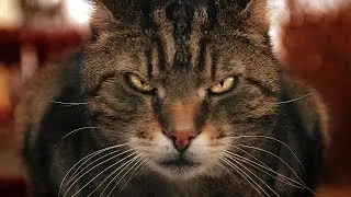 Aston VS Esther