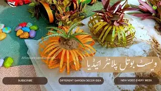 🌿:DIY Beautiful Planter from Waste Bottle | Purple Heart & Snake Plant Propagation | Dr Garden