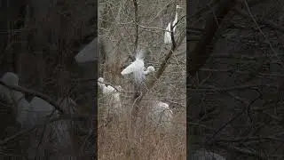 Great Egret Breeding Display (Audio Described)