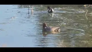Redhead Duck with a Common Gallinule.