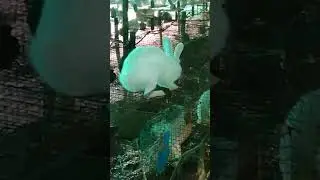 BNR rabbit 🐇 farm near by Khammam 9182112782