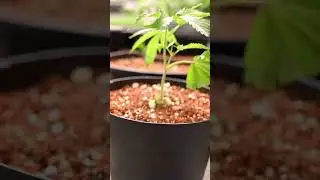 FROM SEED TO SALE - SLUGGERS HIT