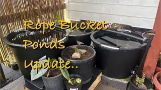 Rope Bucket Ponds Update