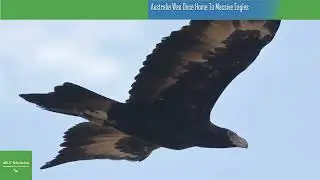 Australia Was Once Home To Massive Eagles  &mdash; And Enough Strength To Carry A Kangaroo