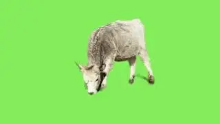 Green Screen Cow  With  Real Movement | Graphics For Projects Videos (Free To Use)
