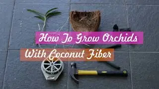 HOW TO GROW ORCHIDS WITH COCONUT FIBER