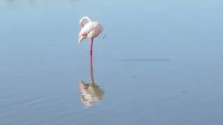 Flamingos, woundrous birds