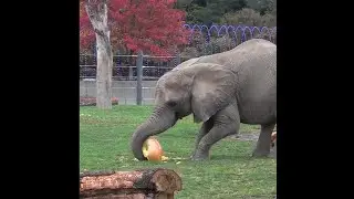 Animal ingenuity captured on video