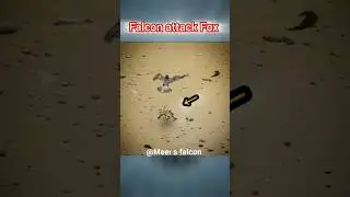 (the best) peregrine falcon vs Fox