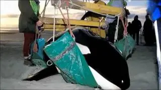 Orca stranding - ben update