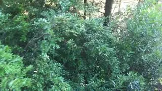 Native Oregon broad leaf evergreen plants