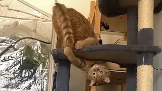 CATS: Masters of Chaos and Weirdness