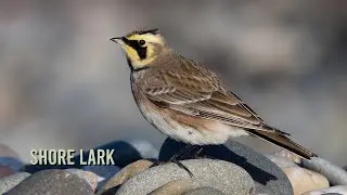 Manx Mega | Shore lark | Point of Ayre