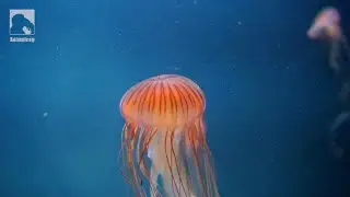Animal Cognition