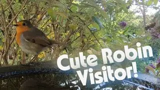 Cute & friendly Robin visits a bird bath in Northumberland - relaxing garden wildlife video 4k