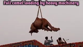 Full camel loading by heavy machinery