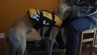 EzyDog Life jacket for dogs review